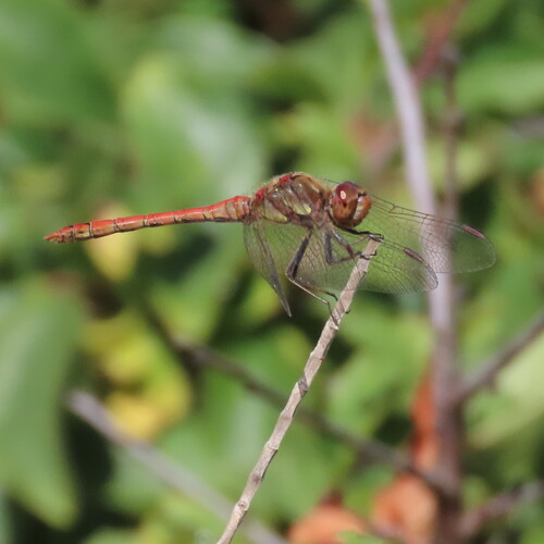 Common darter