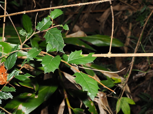 Asbestos tree (Aphananthe philippinensis)