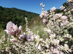 Malacothamnus arcuatus