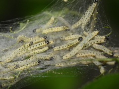 Yponomeuta mahalebella