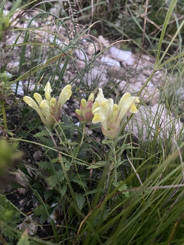Scutellaria orientalis, photograph 1
