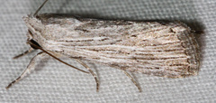 Catabena lineolata