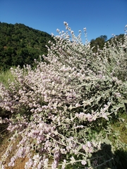 Malacothamnus arcuatus