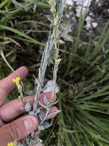 Erysimum cuspidatum, photograph 2
