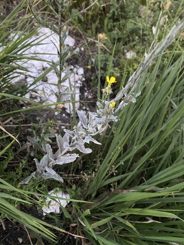 Erysimum cuspidatum