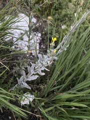 Erysimum cuspidatum