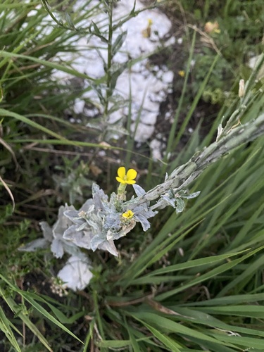 Erysimum cuspidatum, photograph 3