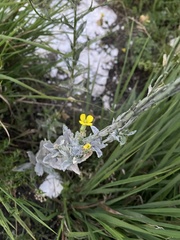 Erysimum cuspidatum, photograph (c) Наталья Пикалова, some rights reserved (CC BY)