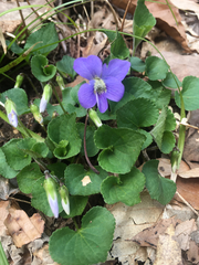 Viola cucullata