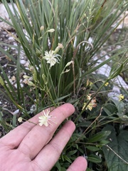 Silene saxatilis