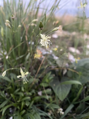 Silene saxatilis, photograph 3