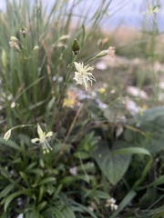 Silene saxatilis, photograph (c) Наталья Пикалова, some rights reserved (CC BY)