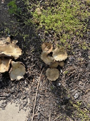 Scleroderma citrinum