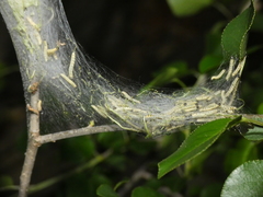 Yponomeuta mahalebella