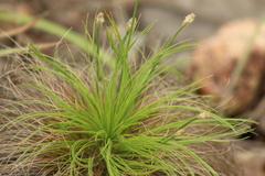 Bulbostylis paradoxa