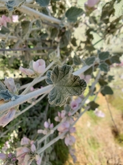 Malacothamnus arcuatus