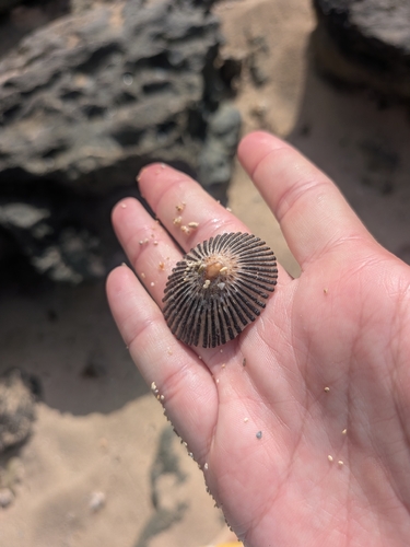 Cellana exarata observed 2026-07-30