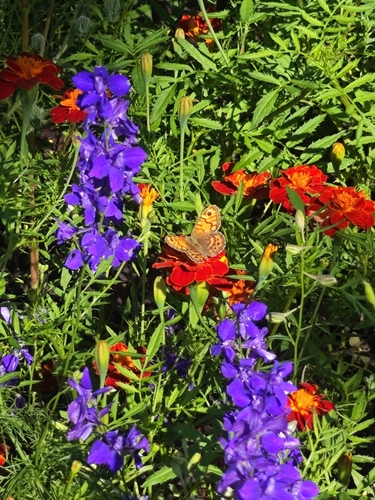 Wall Brown