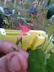 Ipomoea indivisa