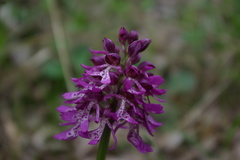 Orchis × hybrida