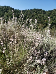 Malacothamnus arcuatus