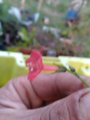 Ipomoea indivisa