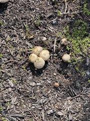 Scleroderma citrinum