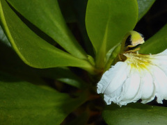 Scaevola plumieri image