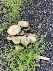 Scleroderma citrinum