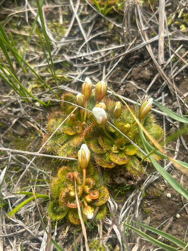 scented sundew