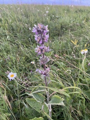 Stachys balansae