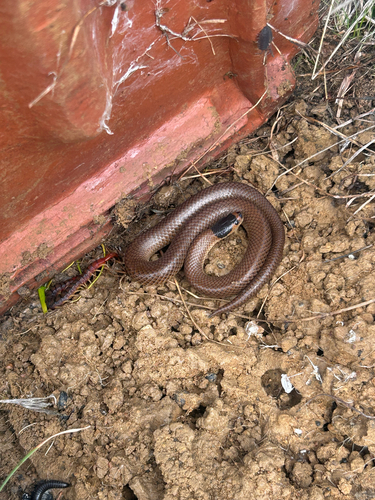 Whip Hooded Snake