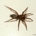 Mouse Spider - Photo (c) sea-kangaroo, some rights reserved (CC BY-NC-ND), uploaded by sea-kangaroo