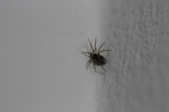 Araneae