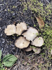 Scleroderma citrinum