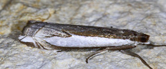 Crambus leachellus