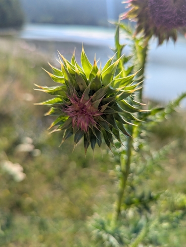musk thistle