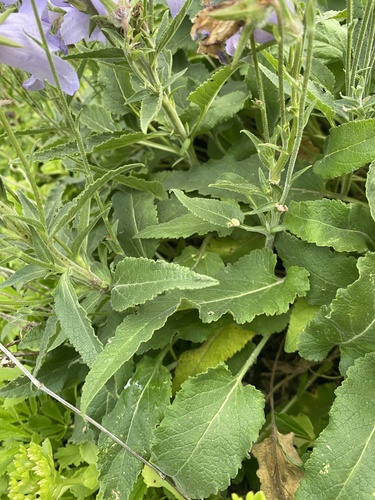 Campanula sarmatica, photograph 2