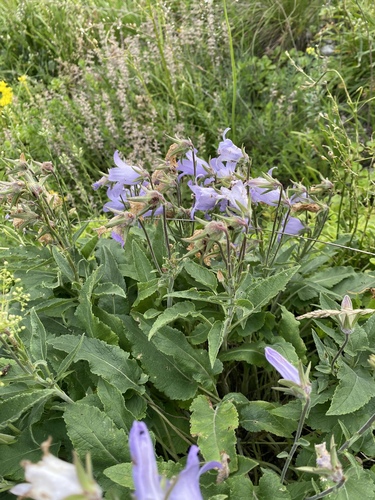 Campanula sarmatica, photograph 1