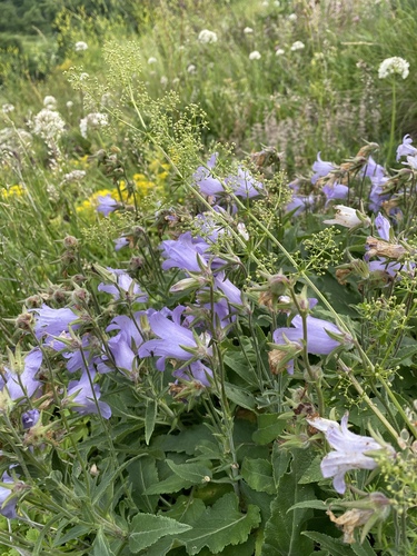 Campanula sarmatica, photograph 3