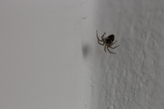 Araneae