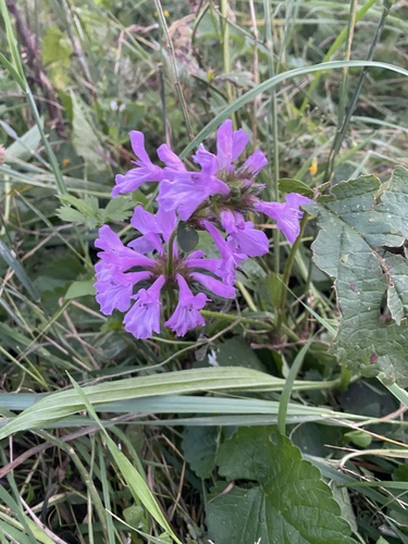 Betonica macrantha, photograph 6