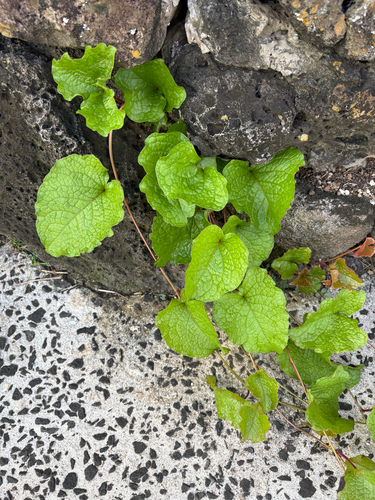 Antigonon leptopus observed 2026-07-31