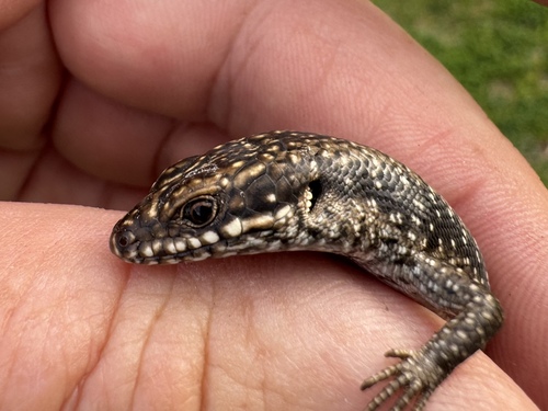 Tree Skink