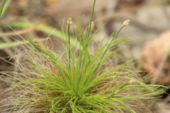 Bulbostylis paradoxa