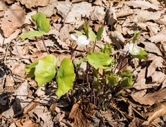 Jeffersonia diphylla