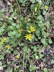 Gagea lutea