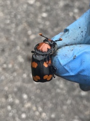 Nicrophorus americanus