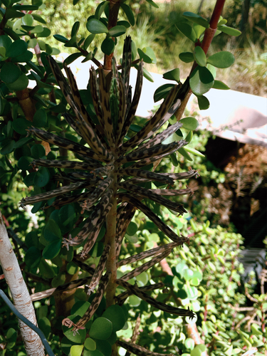 Mother of Millions