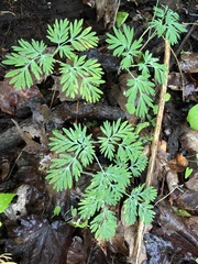 Dicentra cucullaria